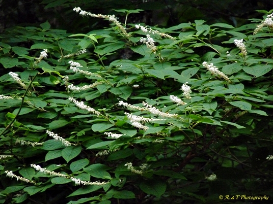 {Clethra acuminata}